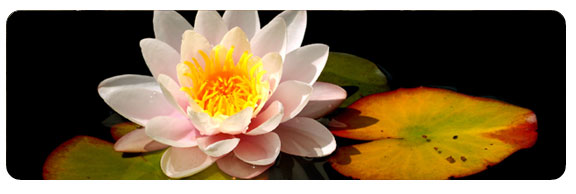 Reiki Courses - water lily